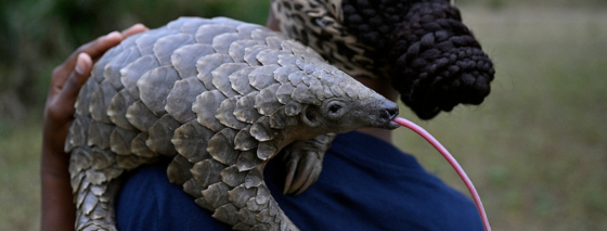 Les survivants secrets du Mozambique : à la découverte des pangolins et des dugongs dans la nature